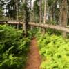 Otterbahn Trail.
Fallen over aspen pine.