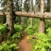 Close up view of this
'neatly' fallen over aspen.
Otterbahn Trail.