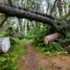 Rocky Ridge Trail.
Another fallen over aspen tree.