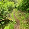 Another forest trail.
Near Seldovia.