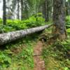 More of Rocky Ridge Trail.
Seldovia.