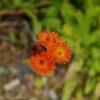 More beautiful ground flora.
Seldovia, Alaska.