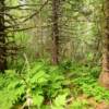 Beautiful rugged forest.
Mile 11.4
Jackalov Bay Road.