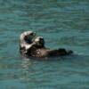 Northern Otter and
her baby cub.
Kackemak Bay.