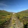 (Frontal view) 
Mile 38 trappers cabin.
Kougarok Road.
Near Nome.