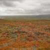 More autumn tundra colors.
Near Nome.