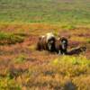 Musk Oxen.
Alaska's tundra.