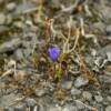 Beautiful little lavender flower.
Alaska's tundra.