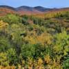 More beautiful
Alaska foliage.
Along the Taylor Highway.