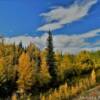 Tall Alaska 'tower pine'
Along the Glenn Highway.