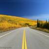 'Hill of yellow'
Along the Alcan Highway.
South of Tok.