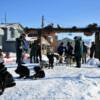 Iditorad dogs getting some 
much needed rest.
At the finish line in Nome.