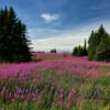 A sea of August fireweed.
Along the Sterling Highway.