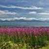 More gorgeous fireweed
above Kachemak Bay.