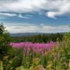 Another peek at this
beautiful summer fireweed.
Above Homer.