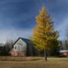 Another peek at this old
loft barn and autumn pine.