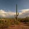 'Lone' cactus and other
desert flora.
Near Sells, AZ.