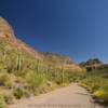 Organ Pipe Monument.
21-Mile Road.
(looking south)