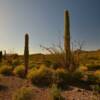 Late April evening.
Organ Pipe Monument.