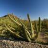 More beautiful cactus.
Organ Pipe Monument.