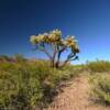 Cactus plant.
Organ Pipe Monument.