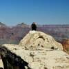 Brave little critter.
Arizona's Grand Canyon.