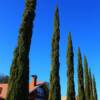 "Pencil Pines" Douglas, Arizona.