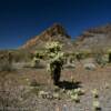 Dwarfed desert cactus plants.
Warm Springs Mountains.