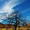 "Charcoal Tree" Coronado-Montezoma National Monument-southern New Mexico.