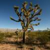 Beautiful Joshua Tree.
Mojave County, AZ.