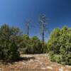 Interesting twin
deadwood trees.
Coconino County.