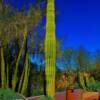 "Stick Cactus" Organ Pipe National Monument Visitor Center