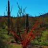 "String Cactus" Organ Pipe National Monument