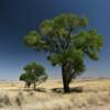 Southern willows.
Near Lochiel, AZ.