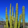 "Glove Cactus" Organ Pipe National Monument
