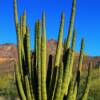 "Shrub Cactus" Organ Pipe National Monument