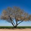 Lone manzanita tree.
Near Maricopa, AZ.