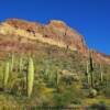 Hillside cactus growth-Organ Pipe National Monument