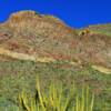 Bush Cactus-Organ Pipe National Momument