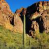 Pole Cactus-Organ Pipe National Monument