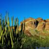 A myriad of various cactus plants-Arizona's Organ Pipe National Monment