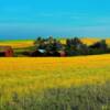 Alberta's rollling canola fields-near Three Hills, Alberta