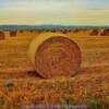 Open hay field-near New Dayton, Alberta