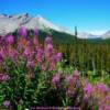 Late-August fireweed bloom-in Alberta's Rocky Mountains