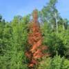 Bronzed northern pine.
Northern Quebec.