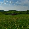 The Meech Creek Covered Bridge
amidst the spring dandelions.