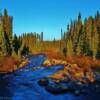 A "Sea Of Pines" along one of northern Quebec's remote gravel roads