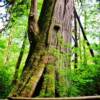 Malahat Provincial Forest
Vancouver Island, BC~