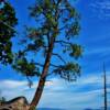 Overlooking Lake Okanagan-from Westside Road-
(near Vernon BC)~
