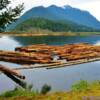 Sayward Harbour's floating logs-
Northern Vancouver Island~